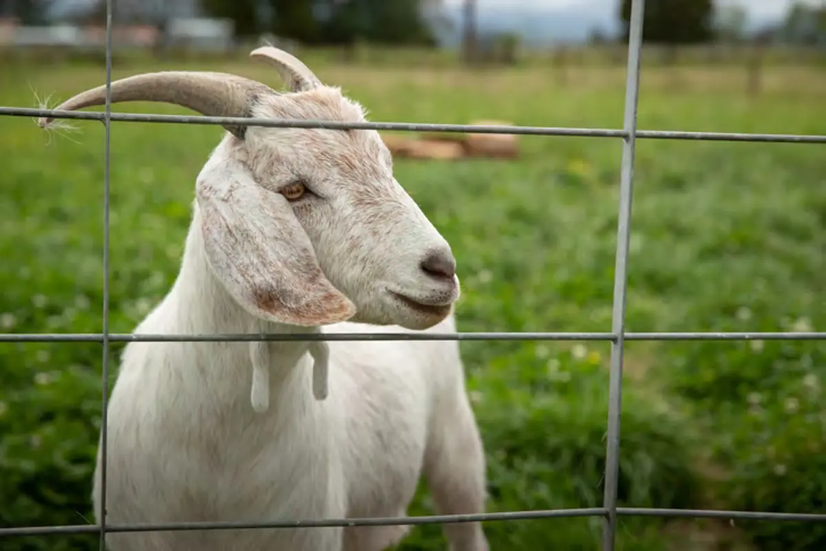 Friendly goat.png