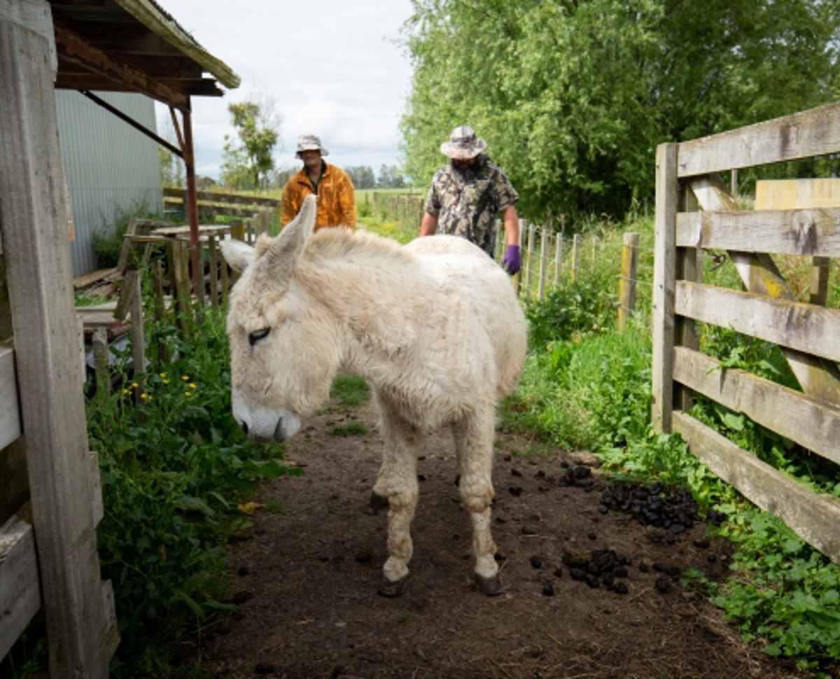 A donkey with two people following behind