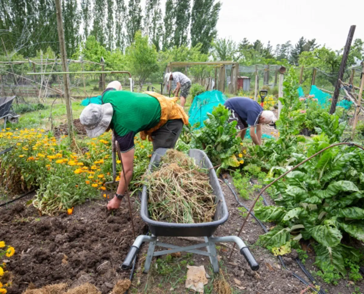 Several people weeding a vegetable garden