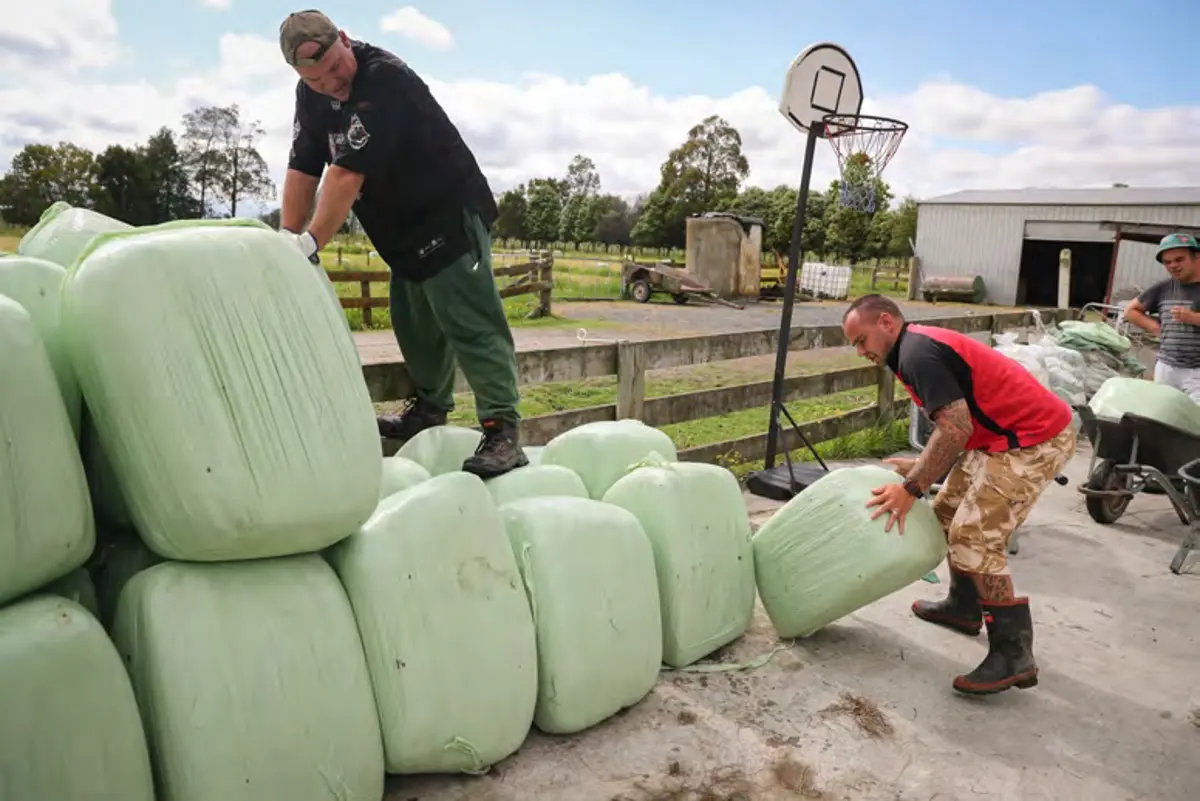Stacking hay bales.jpg